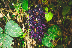 Mucuna