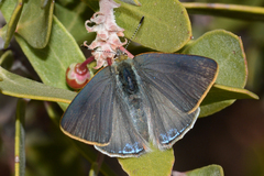 Erora quaderna quaderna