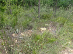 Anginon difforme