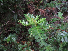 Weinmannia trichosperma