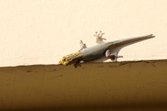 Lygodactylus picturatus