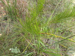 Anginon difforme