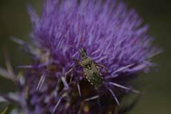 Rhynocoris erythropus