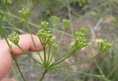 Anginon difforme