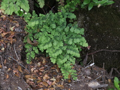 Adiantum chilense
