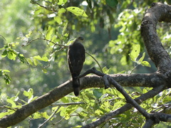 Accipiter tachiro