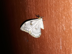 Pseudaphelia apollinaris