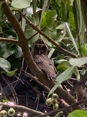 Strix virgata