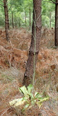 Lichtensteinia trifida