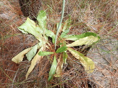 Lichtensteinia trifida