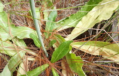 Lichtensteinia trifida