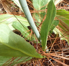 Lichtensteinia trifida
