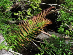 Parablechnum cordatum