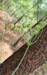 Lichtensteinia trifida