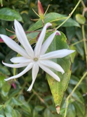 Jasminum multiflorum