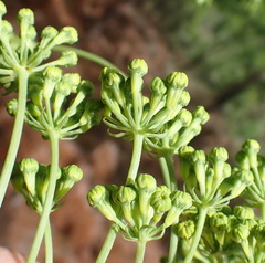 Lichtensteinia trifida