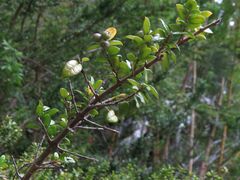 Luma apiculata