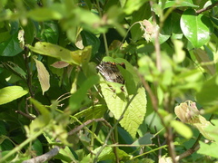 Charaxes achaemenes