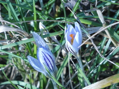 Crocus biflorus