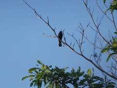 Melaenornis pammelaina