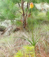 Kniphofia uvaria