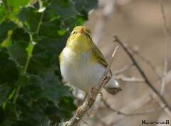 Phylloscopus sibilatrix