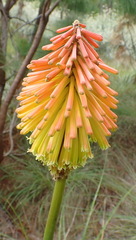 Kniphofia uvaria