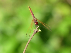 Trithemis annulata