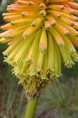 Kniphofia uvaria