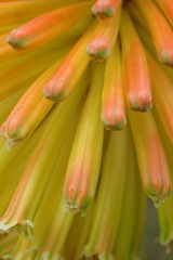 Kniphofia uvaria