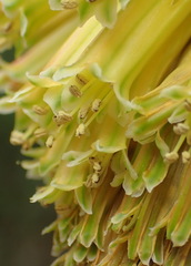 Kniphofia uvaria