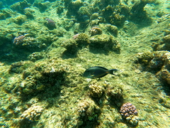 Acanthurus sohal