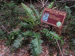 Parablechnum cordatum