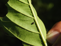 Hyperaspis festiva