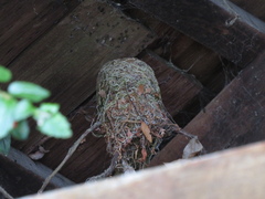 Sephanoides sephaniodes