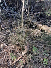 Juncus roemerianus