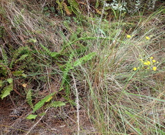 Berkheya carduoides