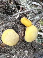 Cyttaria darwinii
