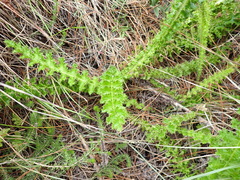 Berkheya carduoides