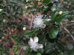 Luma apiculata