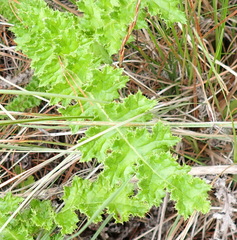 Berkheya carduoides