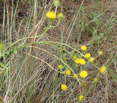 Berkheya carduoides