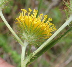Berkheya carduoides