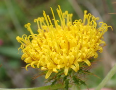 Berkheya carduoides