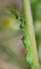 Berkheya carduoides