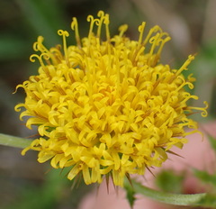 Berkheya carduoides