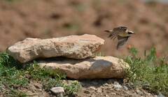 Oenanthe hispanica