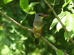 Halcyon leucocephala