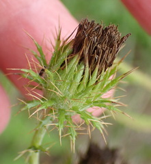 Berkheya carduoides