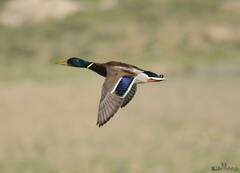 Anas platyrhynchos
